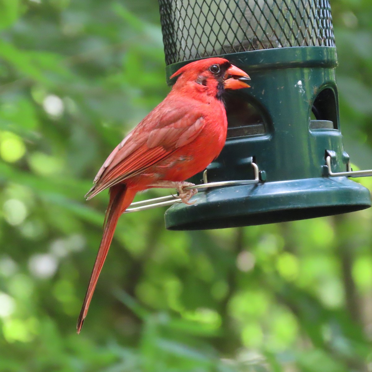 Northern Cardinal - ML462669391