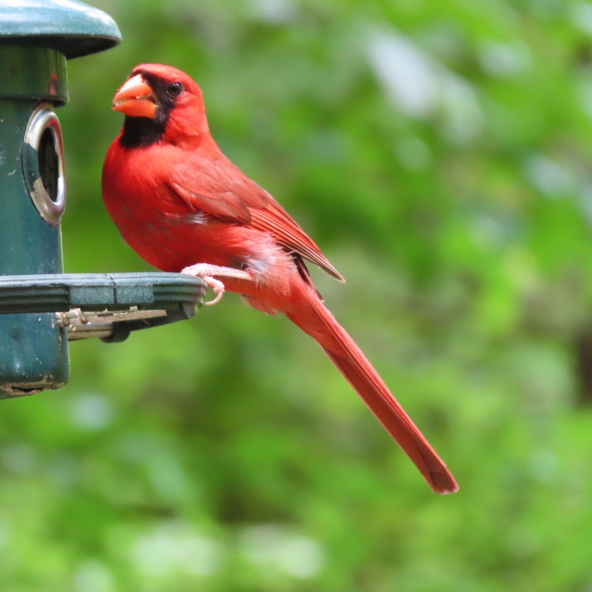 Northern Cardinal - ML462669401