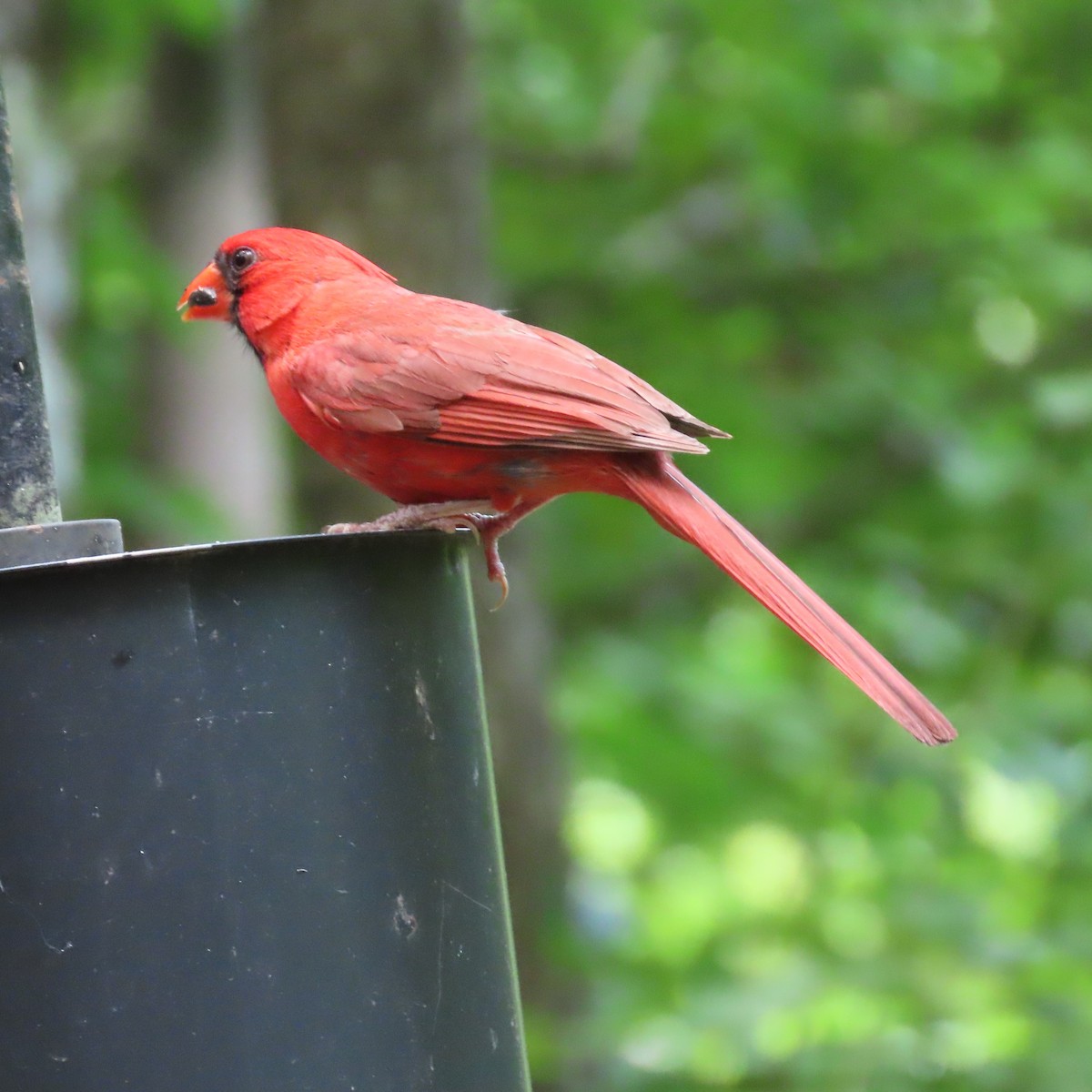 Northern Cardinal - ML462669501