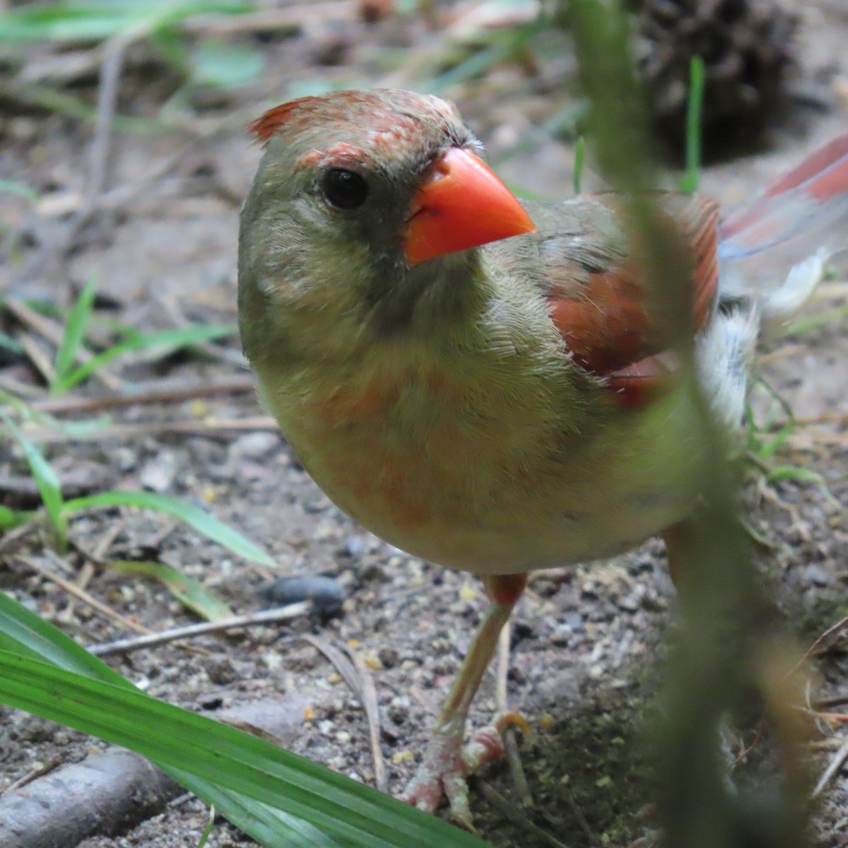 Northern Cardinal - ML462669521