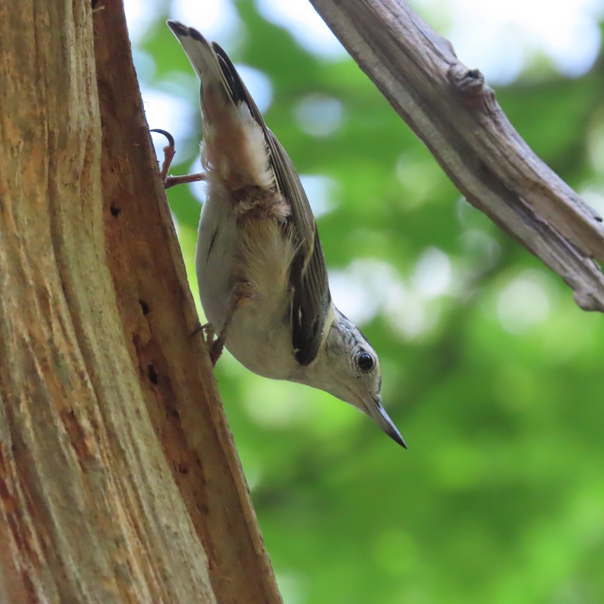 White-breasted Nuthatch - ML462669571