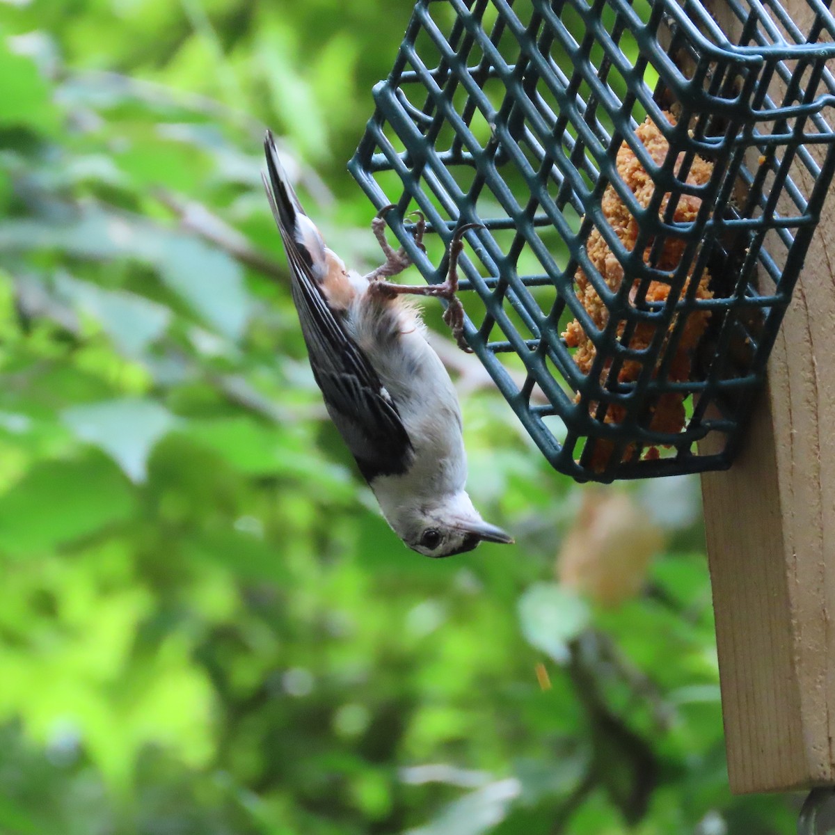 White-breasted Nuthatch - ML462669661