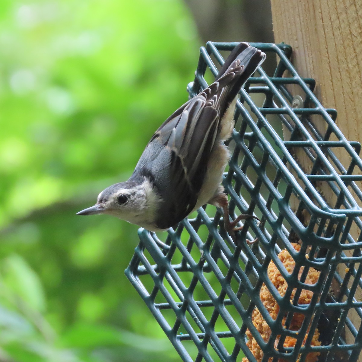 White-breasted Nuthatch - ML462669671