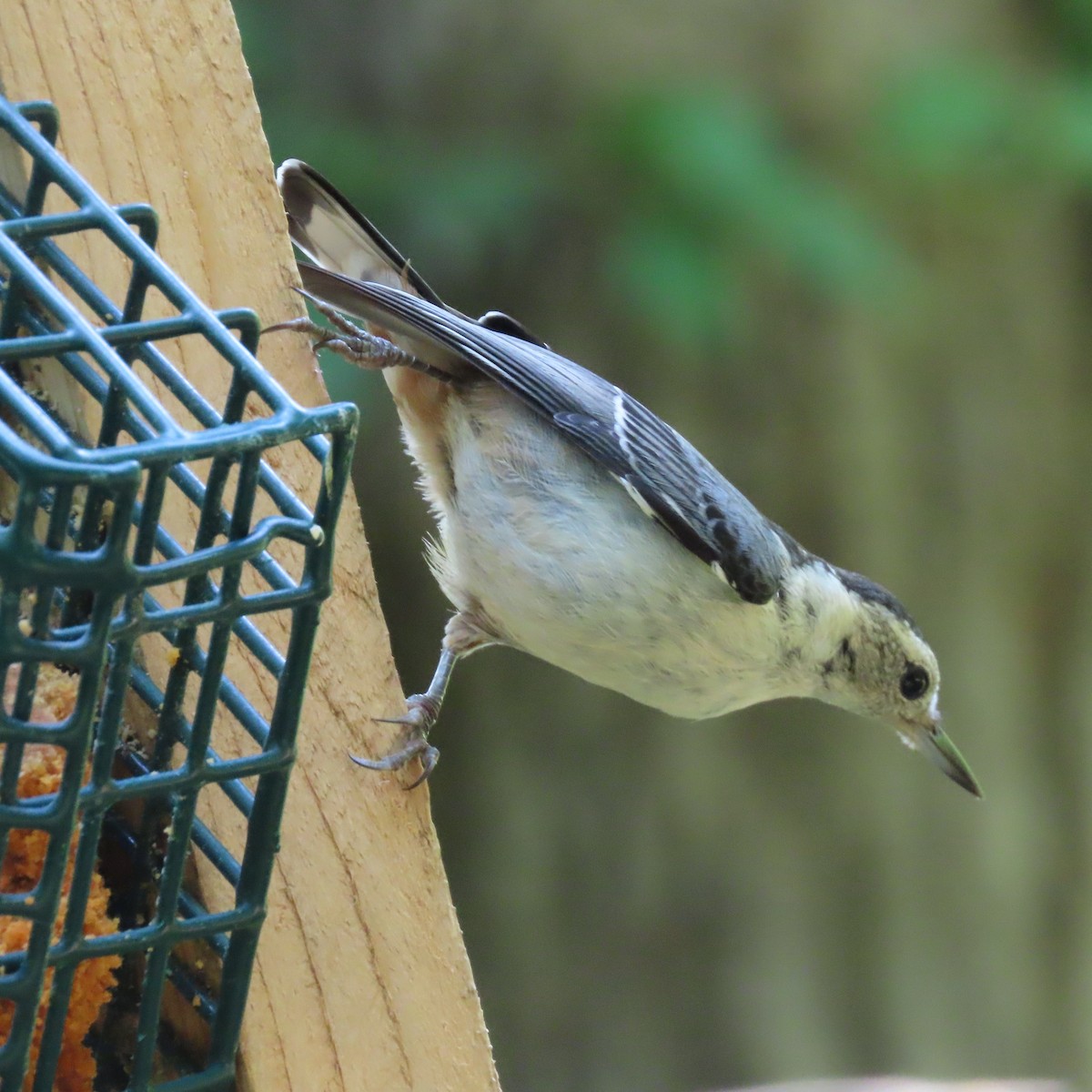 White-breasted Nuthatch - ML462669681