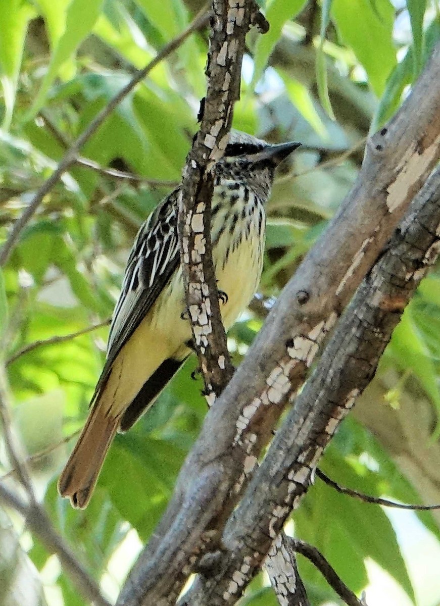 Sulphur-bellied Flycatcher - ML462670151