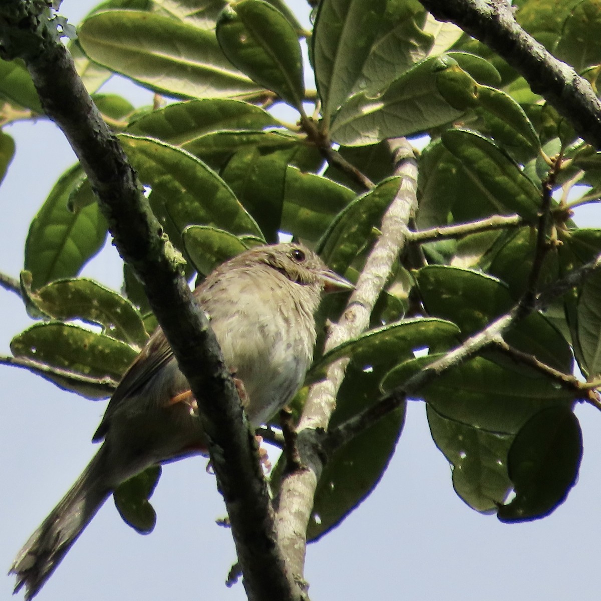 Bachman's Sparrow - ML462670711