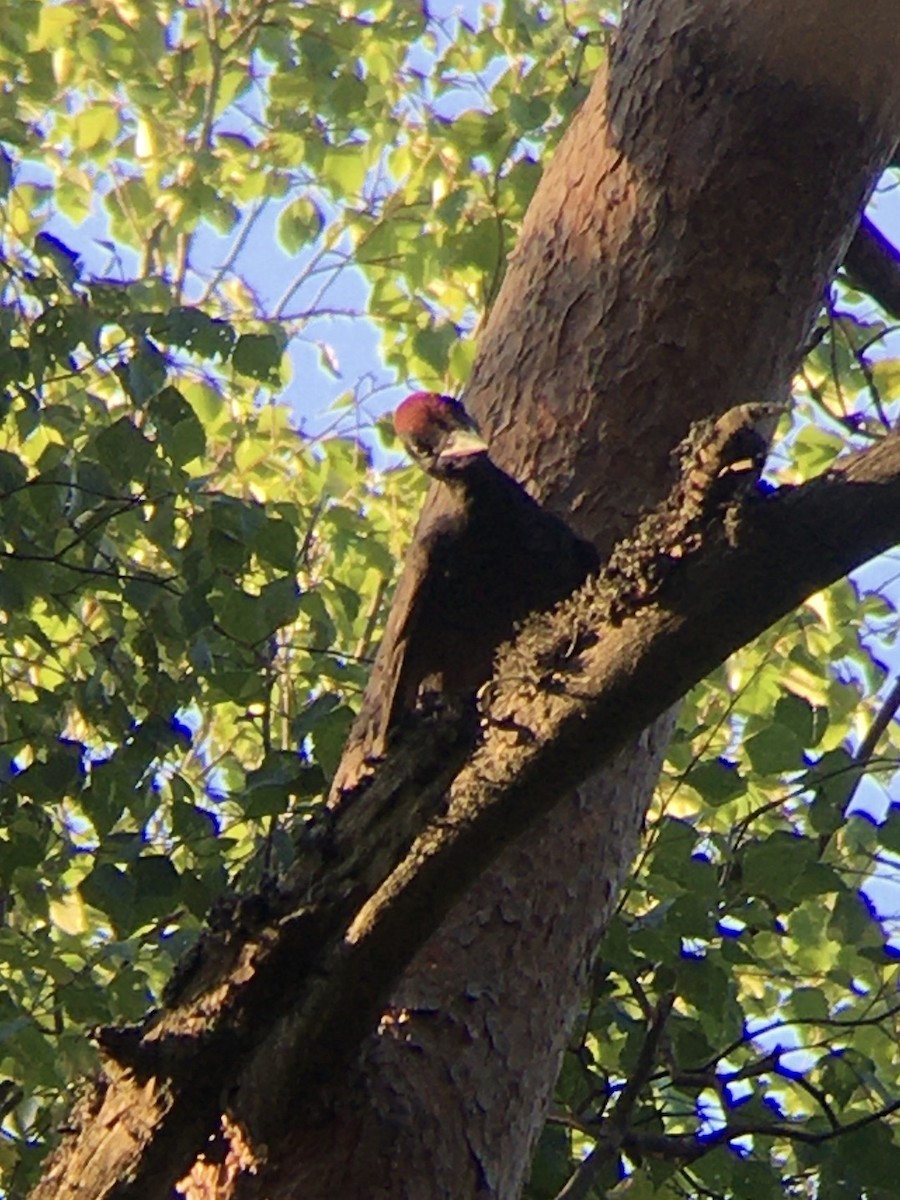 Black Woodpecker - ML462670831