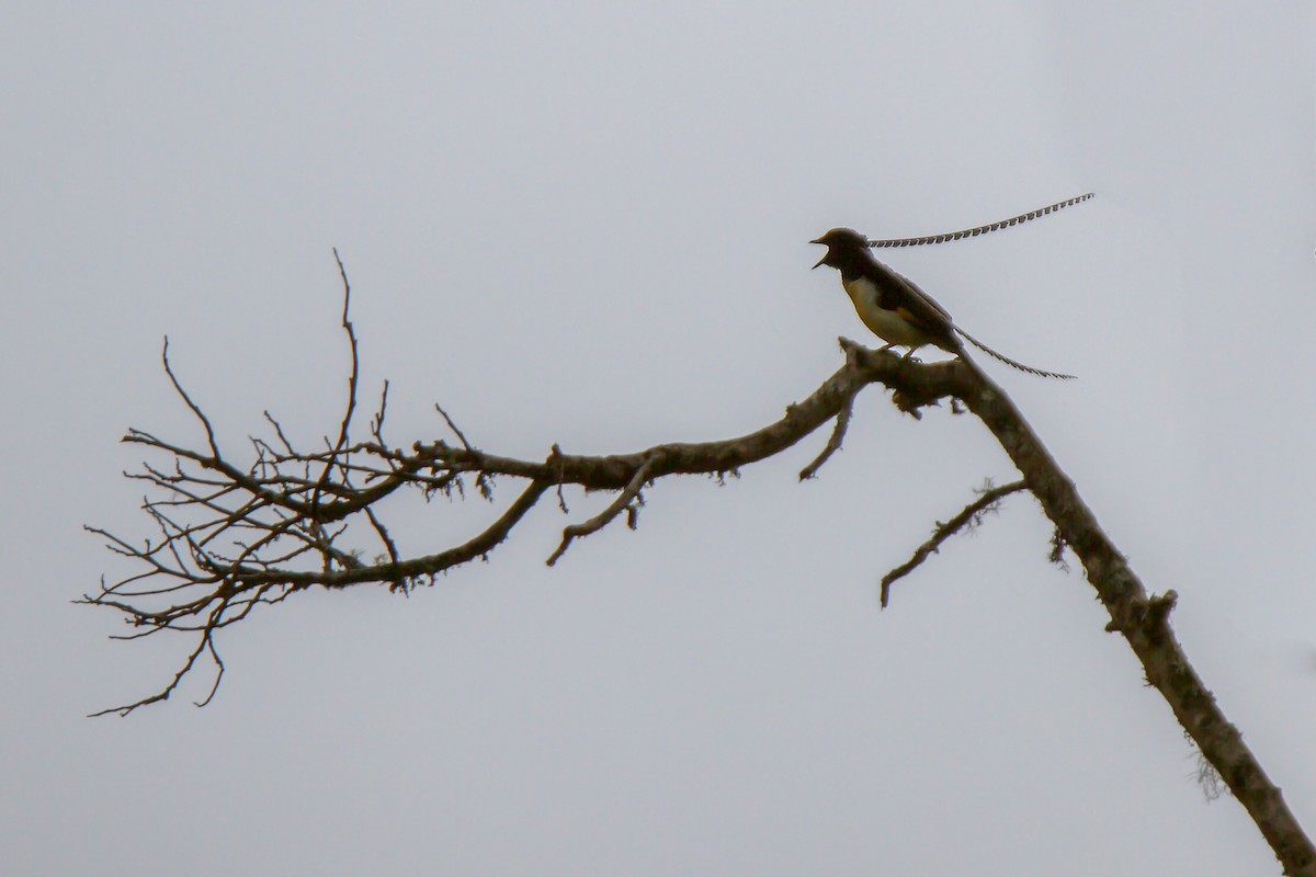 King-of-Saxony Bird-of-Paradise - ML462671191