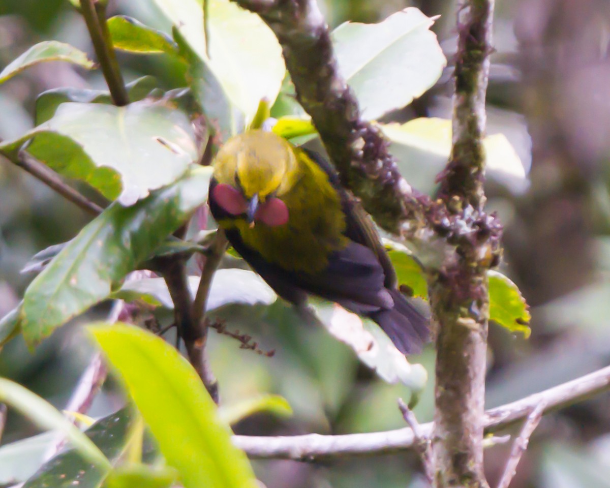 Wattled Ploughbill - ML462671221