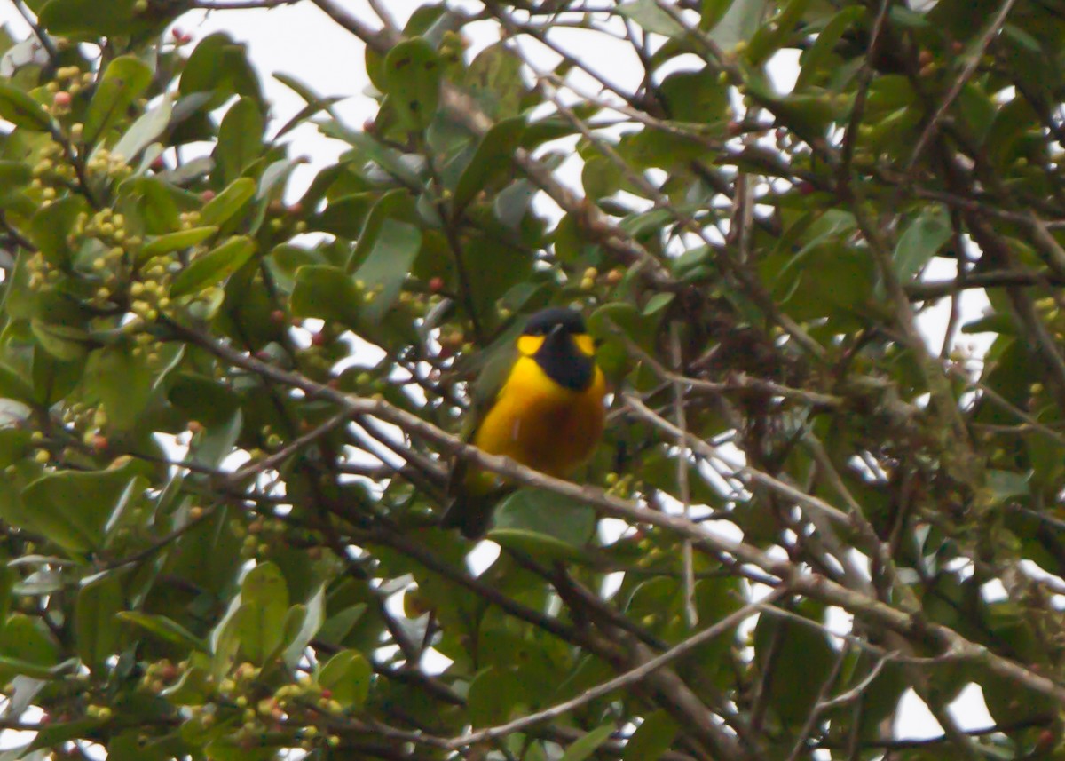 Tit Berrypecker - ML462671301