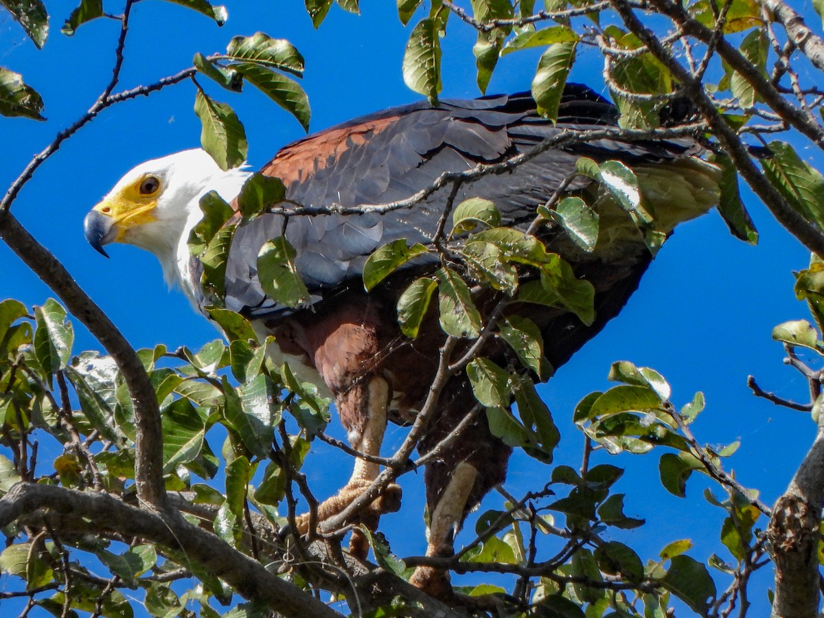 African Fish-Eagle - ML462672781