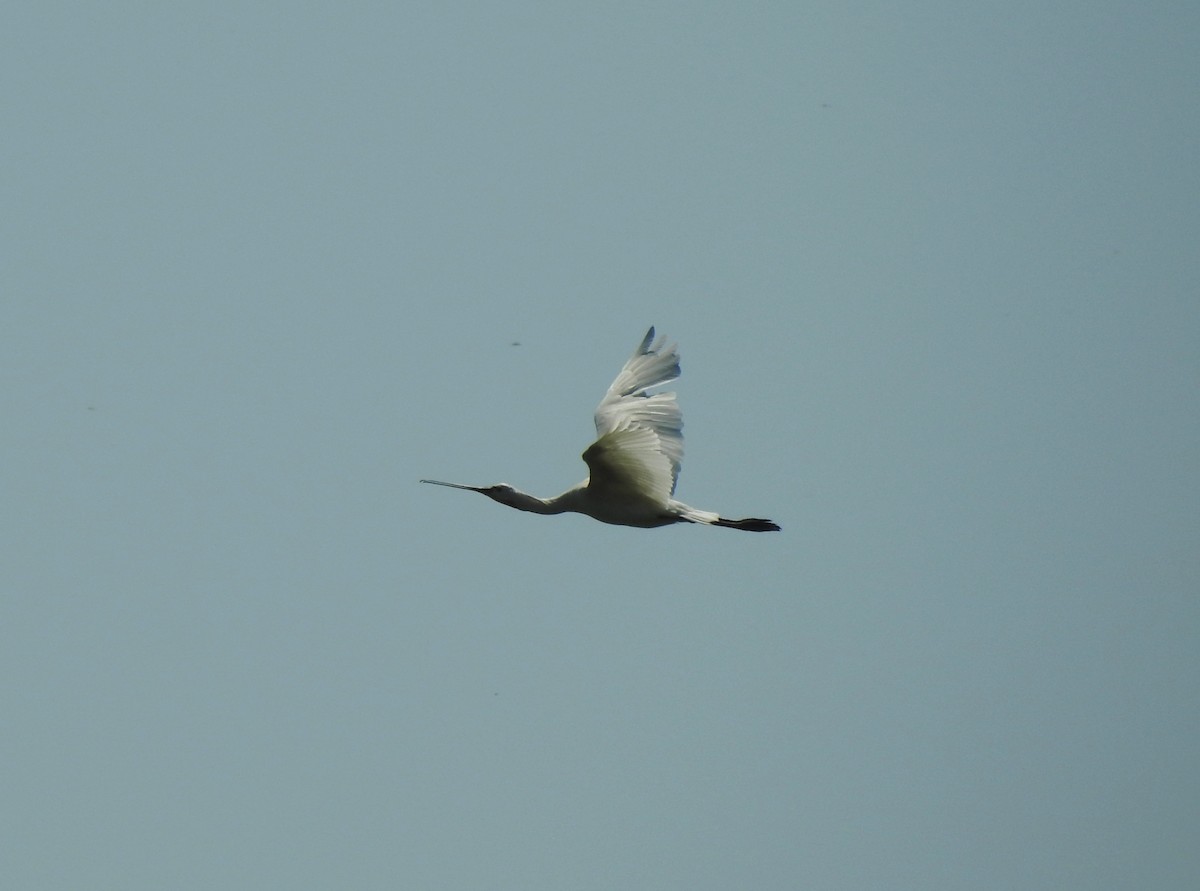 Eurasian Spoonbill - ML462674831