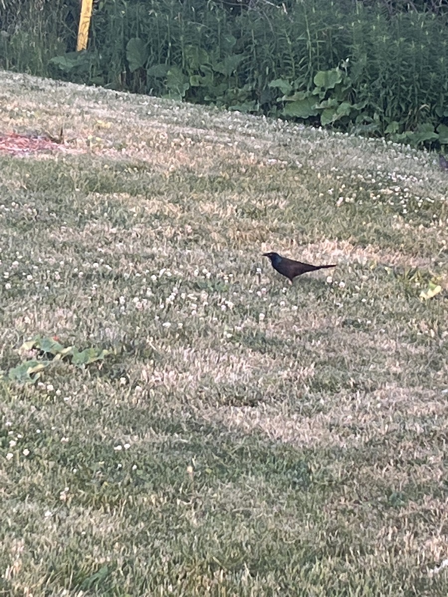 Common Grackle - ML462675271