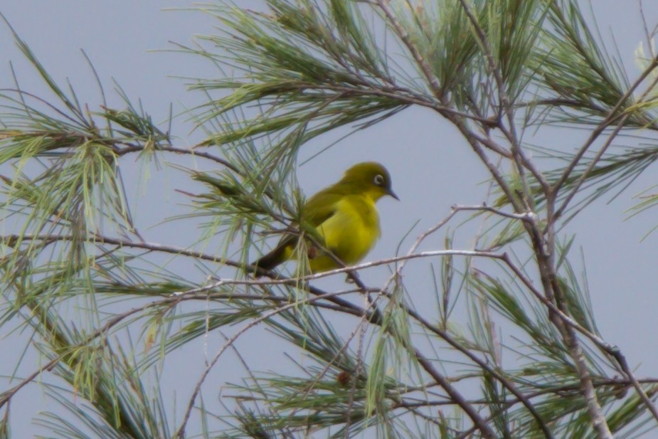 Capped White-eye - Christopher Sloan