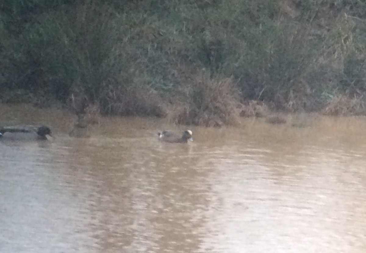 American Wigeon - ML46267681