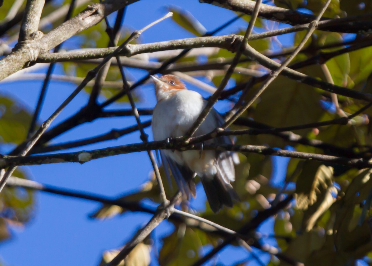 Brown-backed Whistler - ML462676931