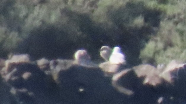 Ring-billed Gull - ML462677071