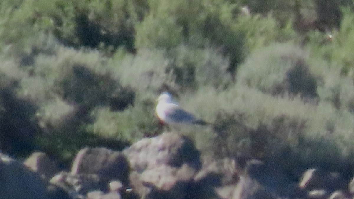 Ring-billed Gull - ML462677081