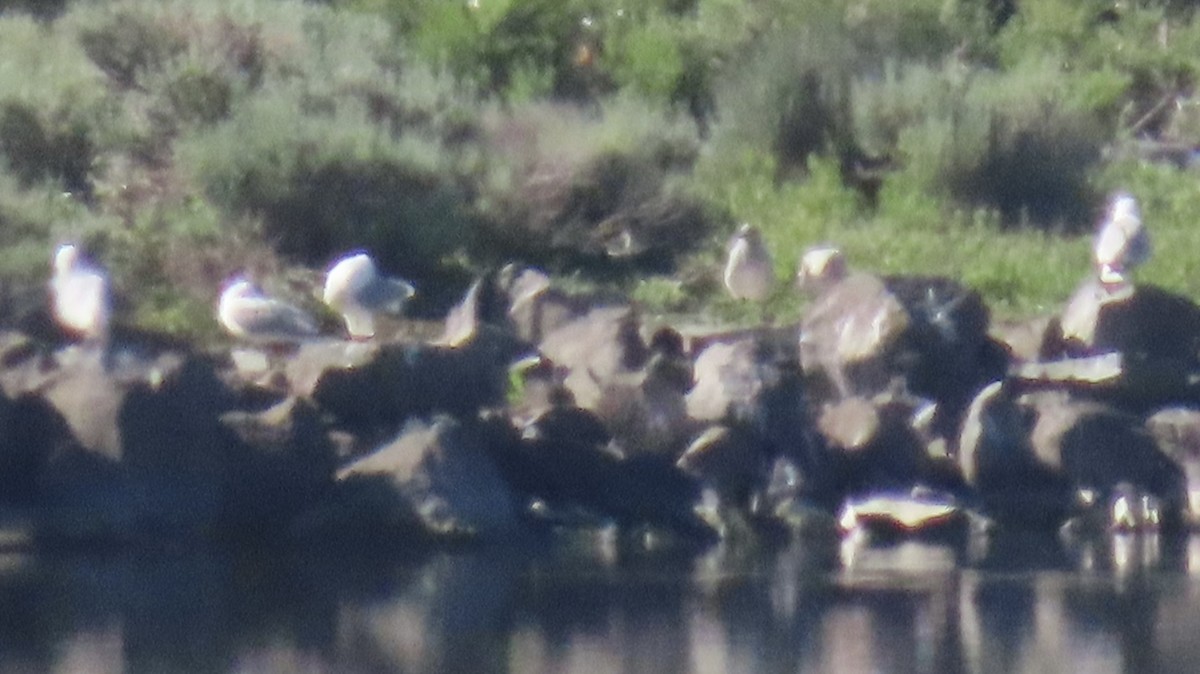 Ring-billed Gull - ML462677091