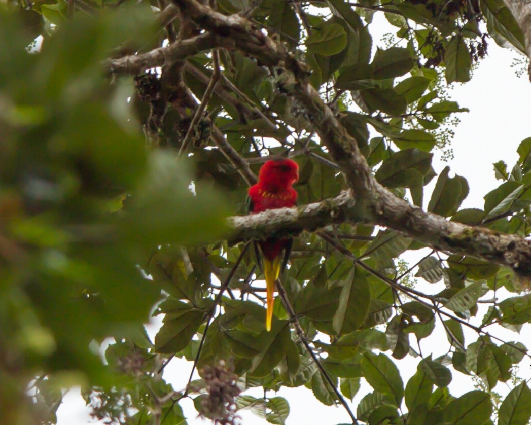 アカオキスジインコ - ML462677391