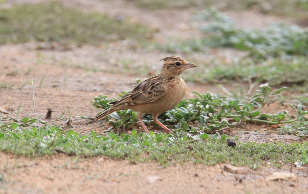 Tawny Lark - Praveen H N