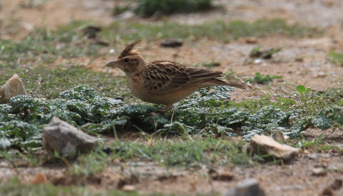 Tawny Lark - Praveen H N