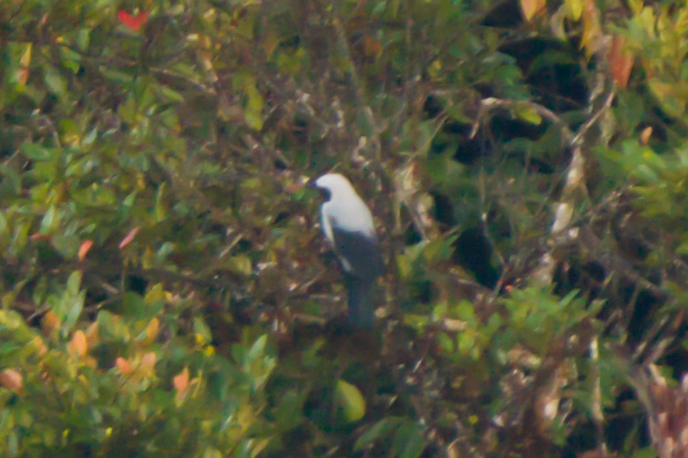 Hooded Cuckooshrike - Christopher Sloan