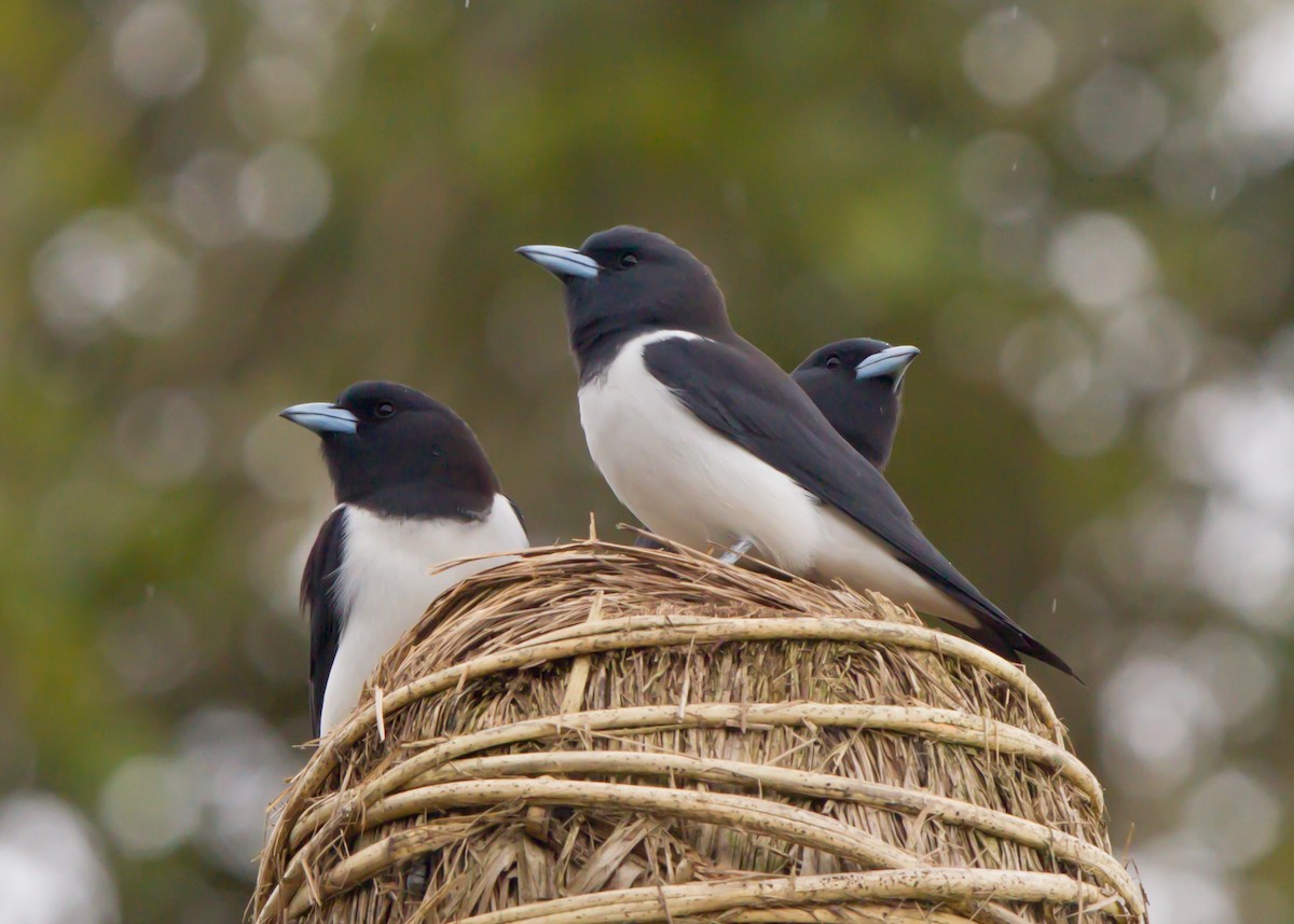 Great Woodswallow - ML462679391