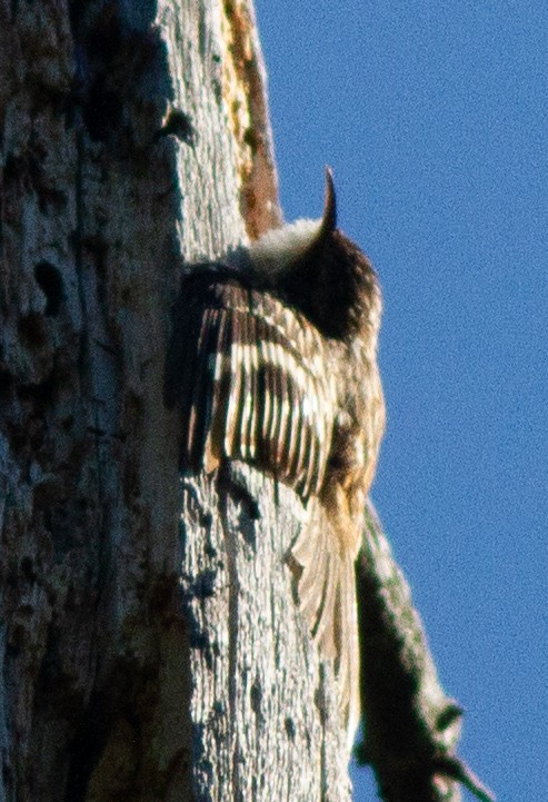 Brown Creeper - ML462680511