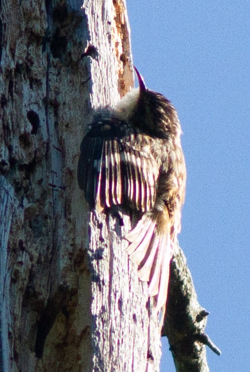 Brown Creeper - ML462680521