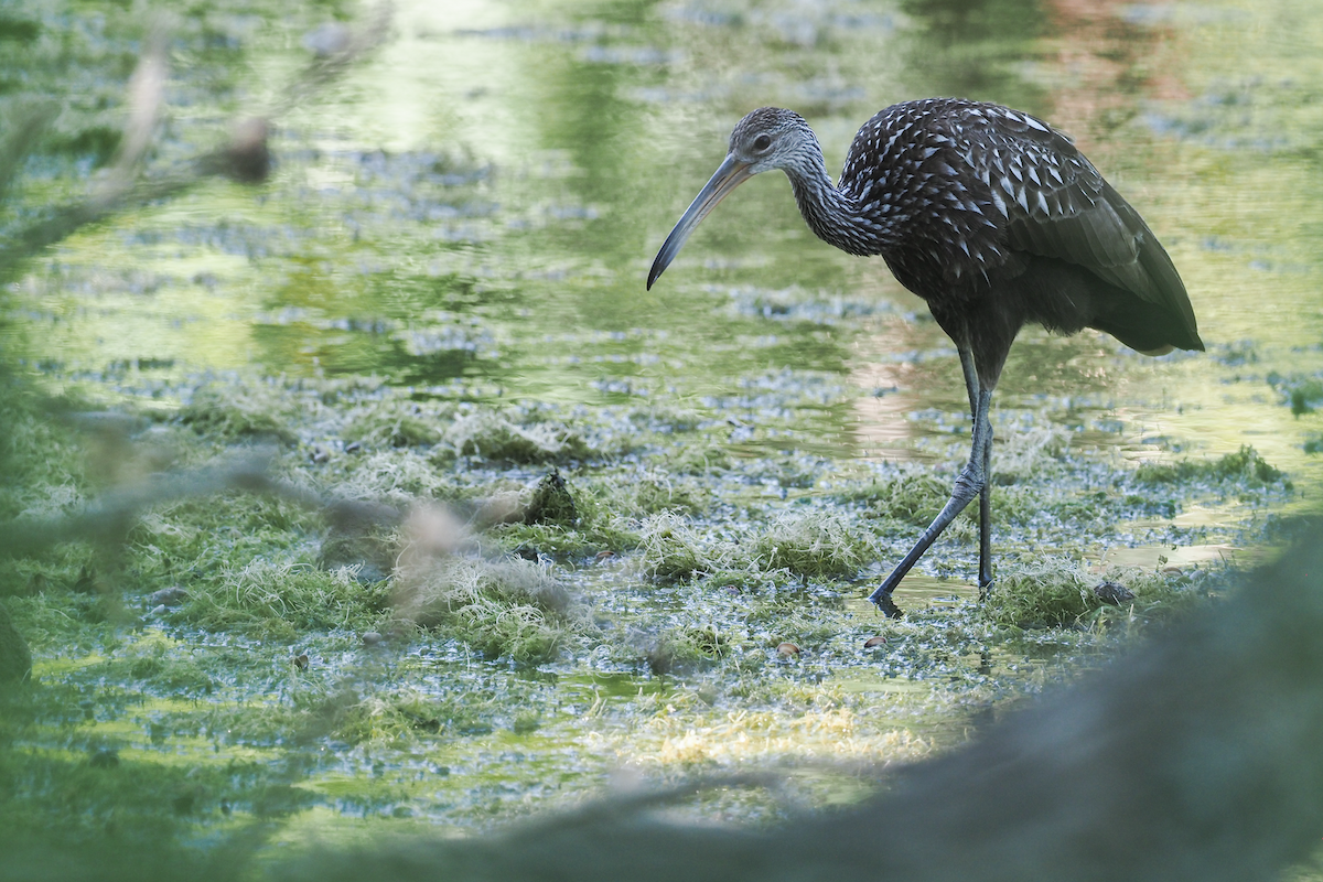 Limpkin - ML462680691