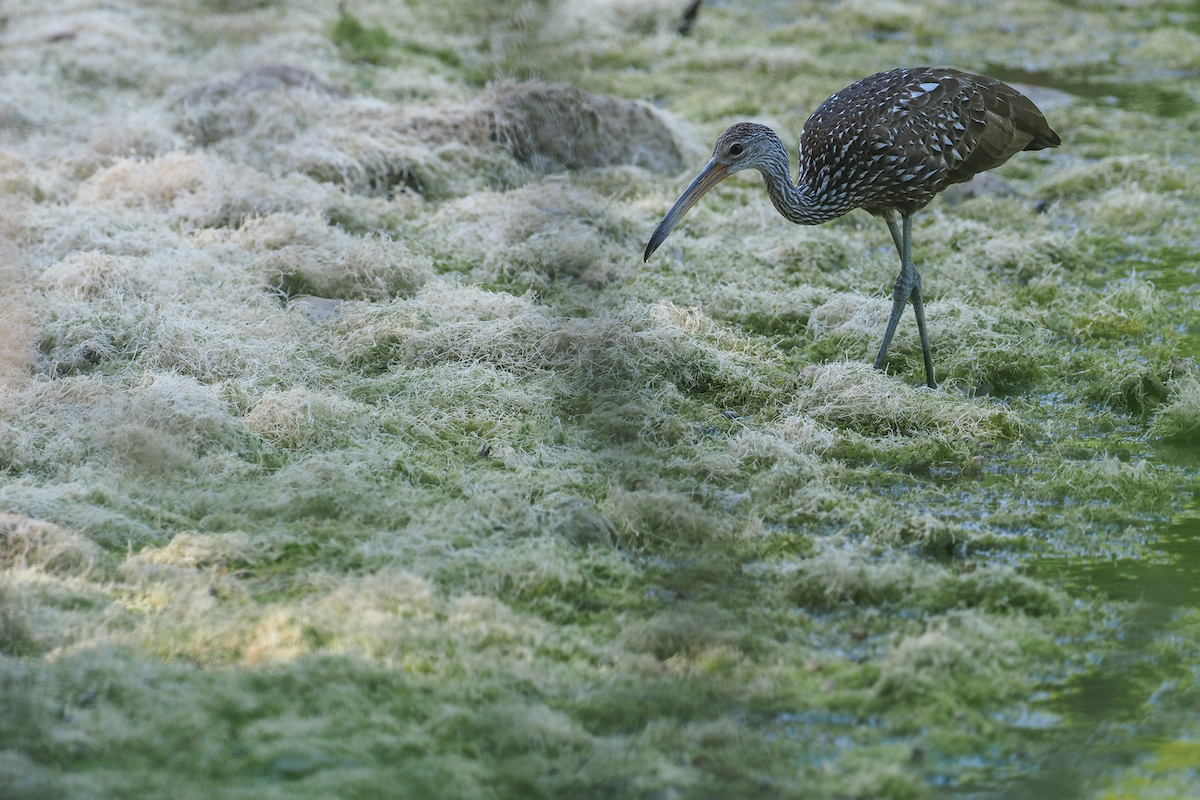 Limpkin - ML462680701
