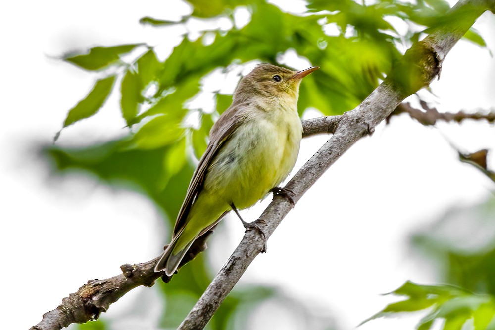 Icterine Warbler - Sujan Abu Jafar