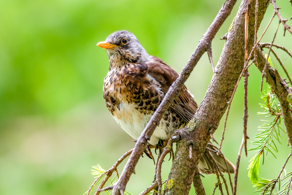 Fieldfare - Sujan Abu Jafar