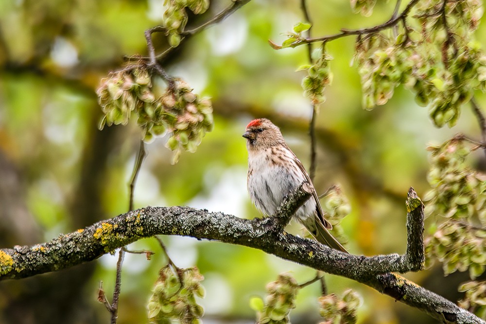 Lesser Redpoll - Sujan Abu Jafar