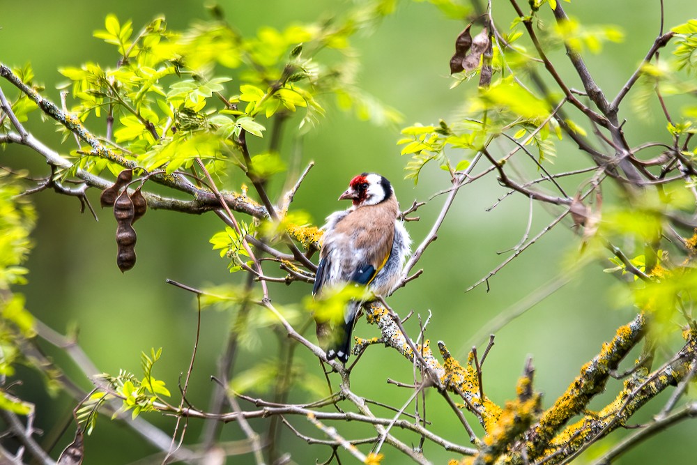 European Goldfinch - Sujan Abu Jafar