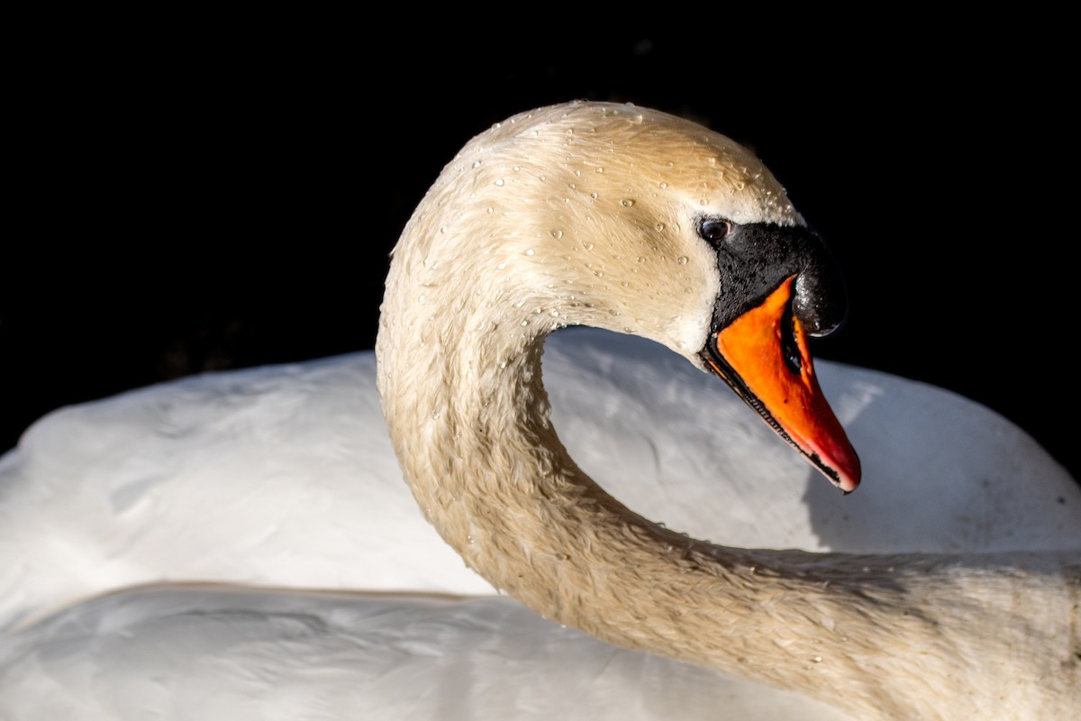 Mute Swan - Sujan Abu Jafar