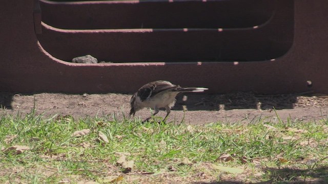 マミジロマネシツグミ - ML462684661