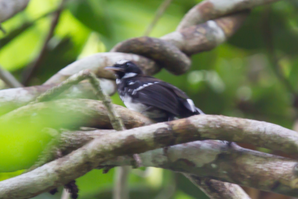 White-bellied Thicket-Fantail - ML462685591