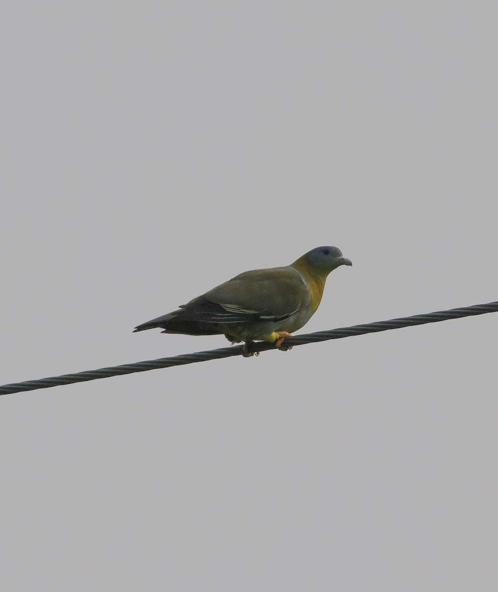 Yellow-footed Green-Pigeon - ML462686181