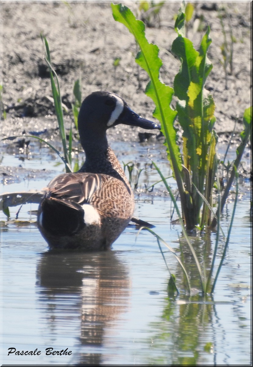 Blue-winged Teal - ML462686441