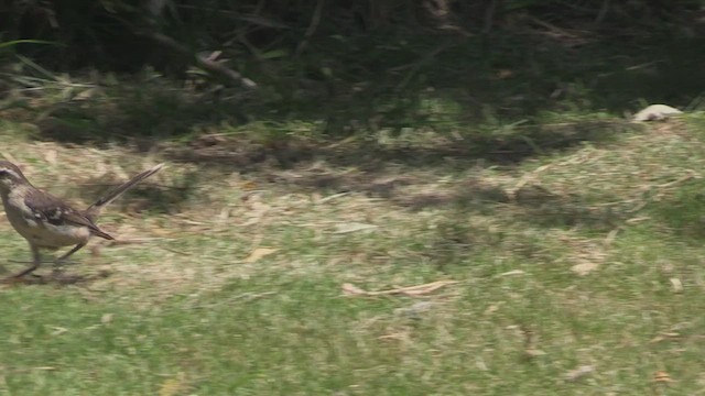 マミジロマネシツグミ - ML462686661