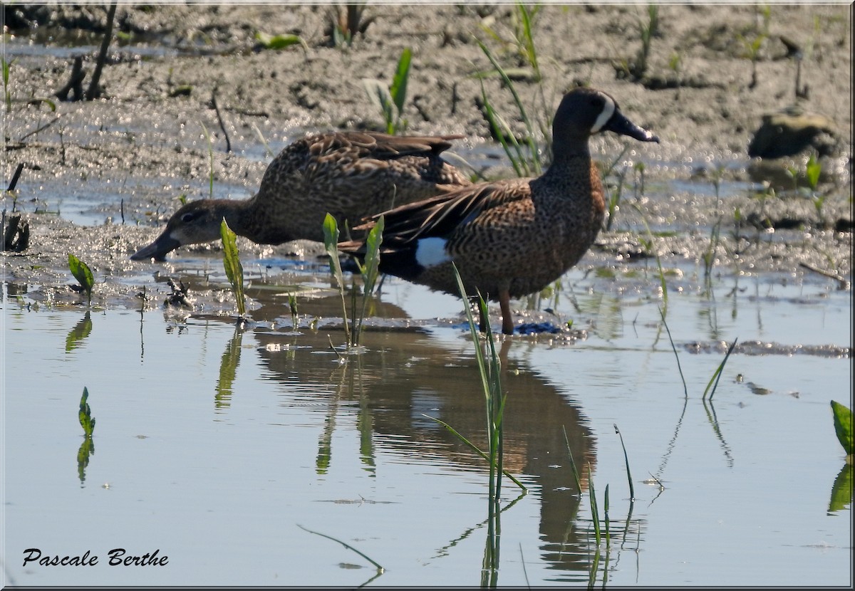 Blue-winged Teal - ML462686671