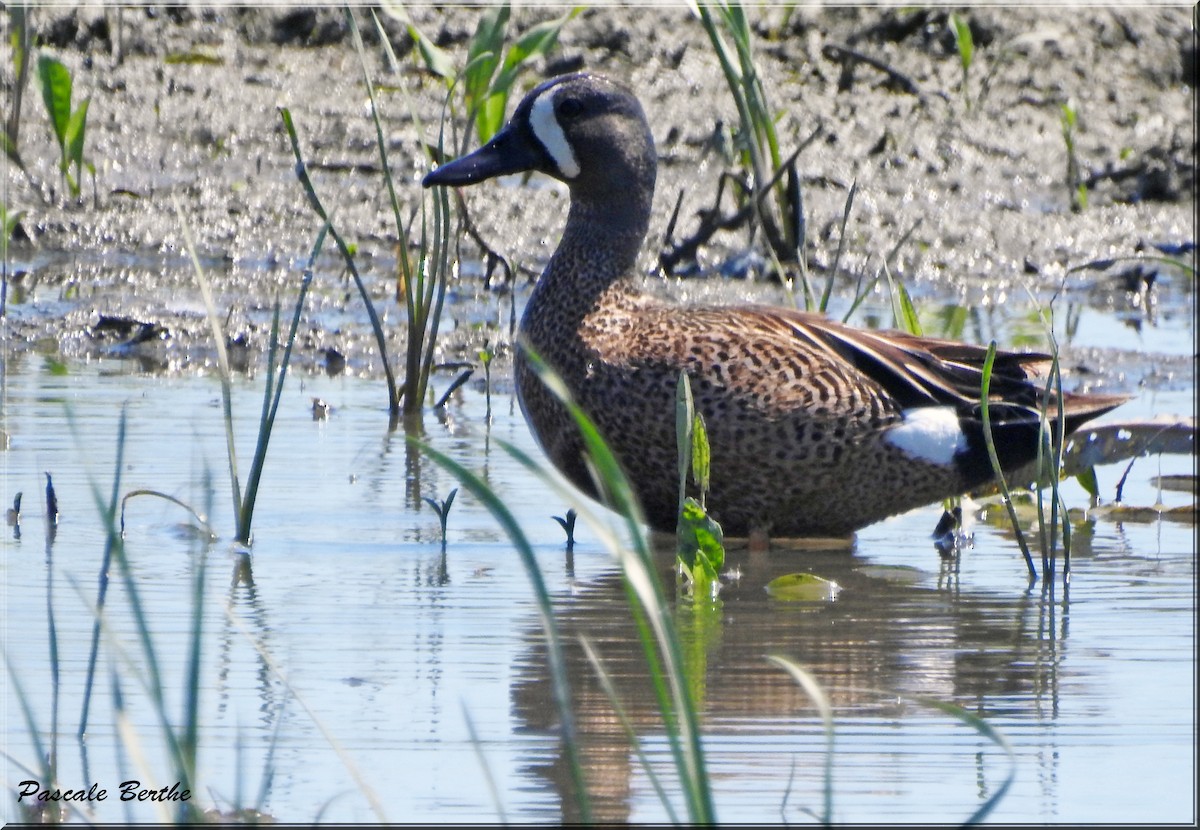 Blue-winged Teal - ML462686911