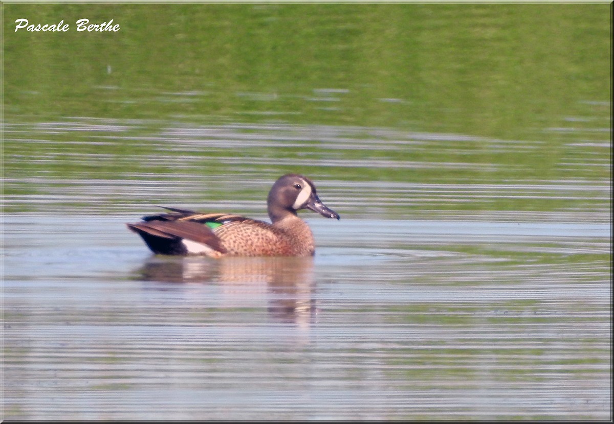 Blauflügelente - ML462687131