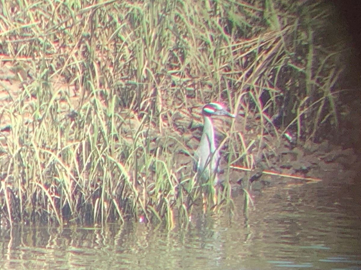 Yellow-crowned Night Heron - ML462687251