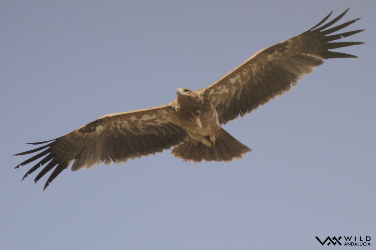 Spanish Eagle - Álvaro Peral // Wild Andalucía