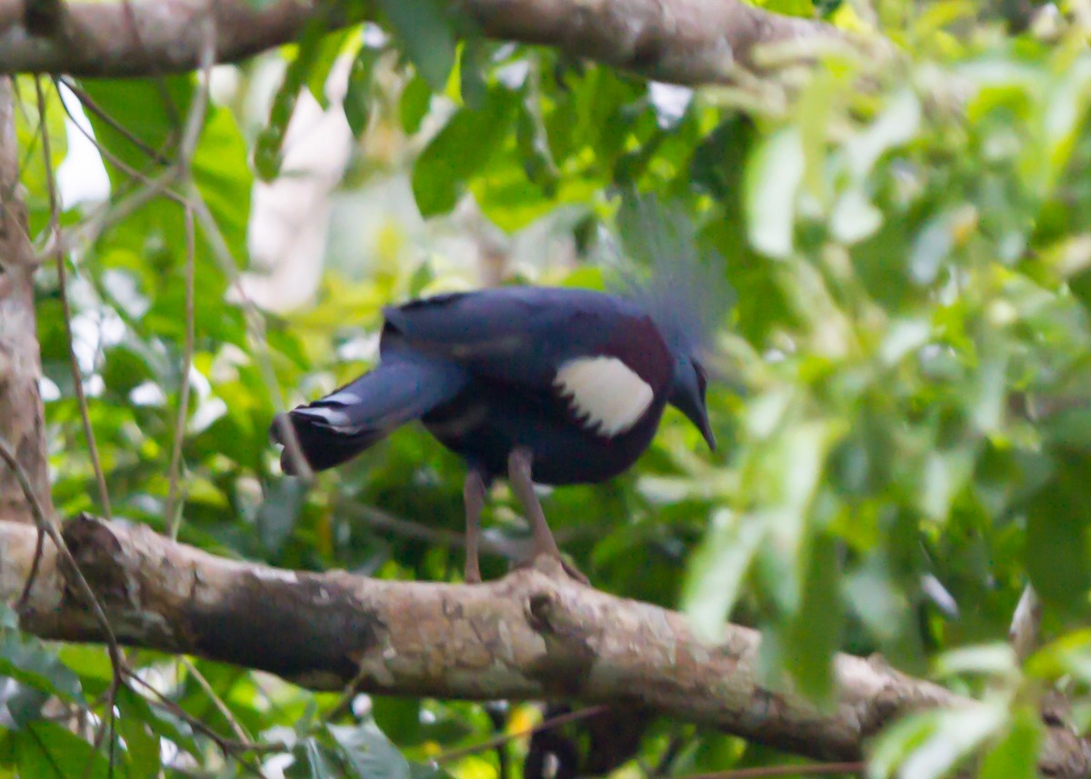 Sclater's Crowned-Pigeon - ML462687441