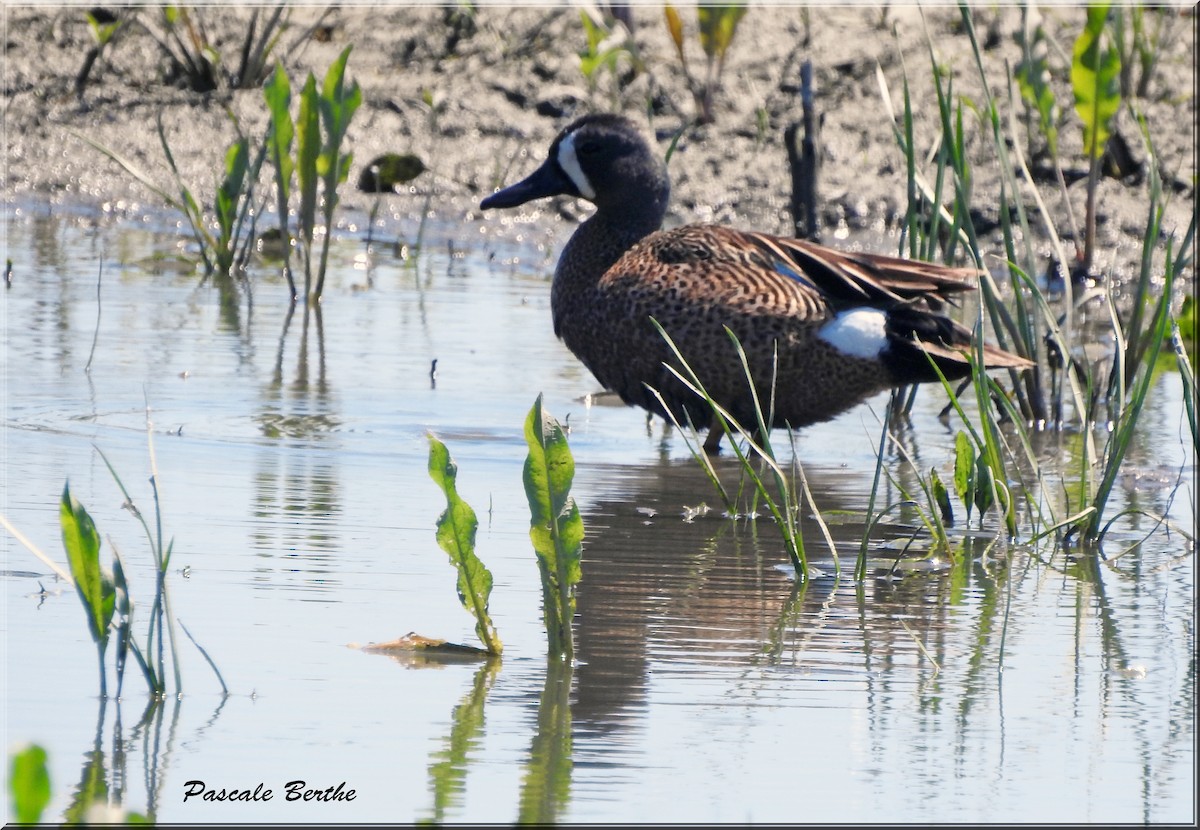 Blue-winged Teal - ML462687631