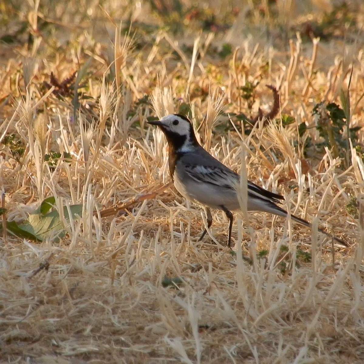 White Wagtail - ML462689521